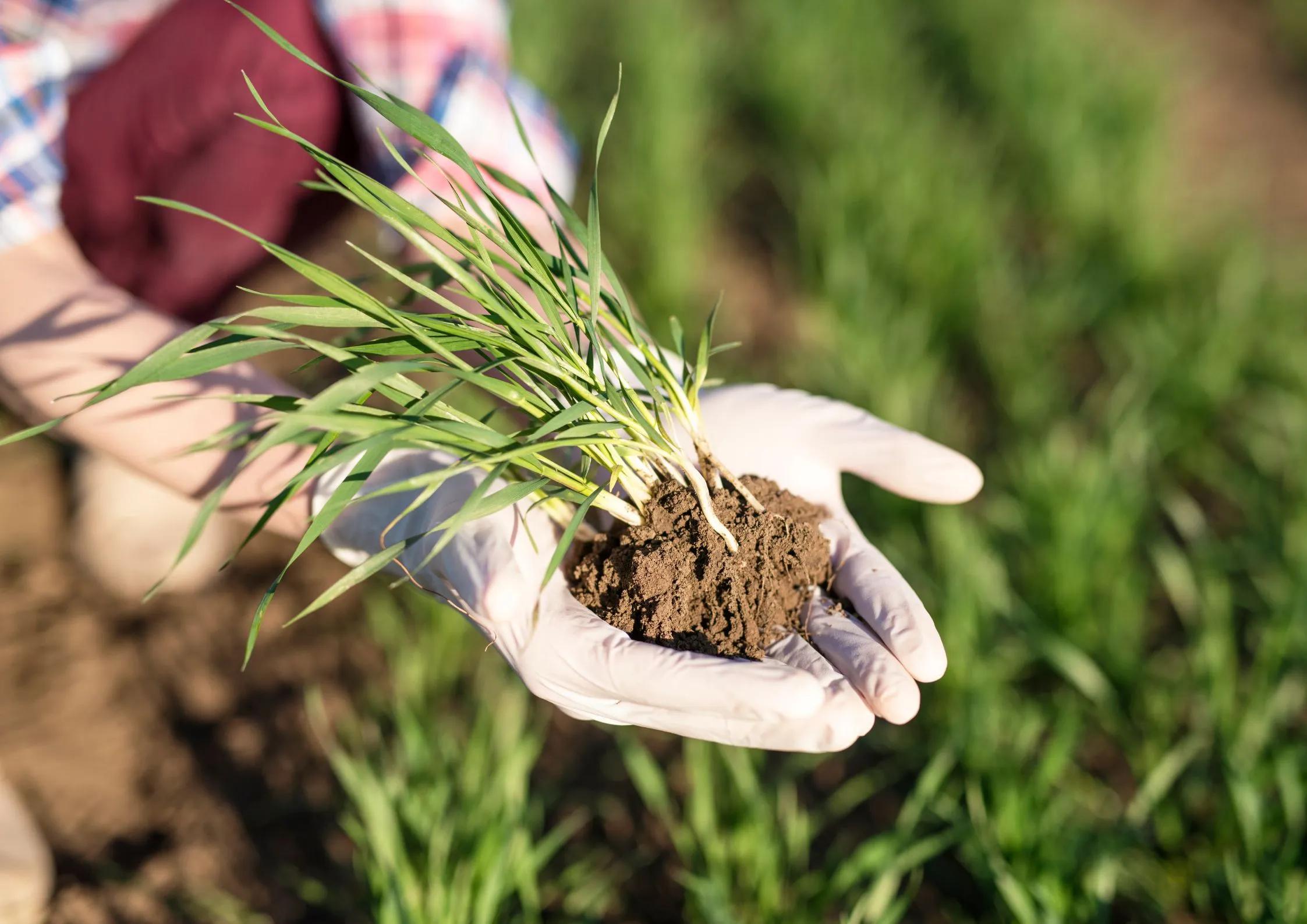 B.Sc. Agriculture (Hons.) College in Delhi NCR: Subjects, Syllabus and Scope